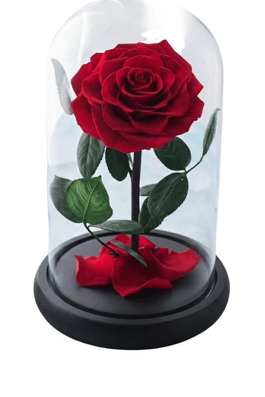 SINGLE RED INFINITY ROSE